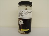 藏品(八哥)的圖片